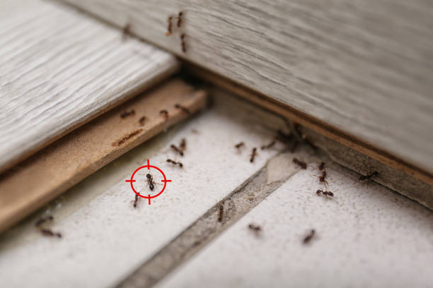 Best Pest Control Near Me  in West Rson, CA
