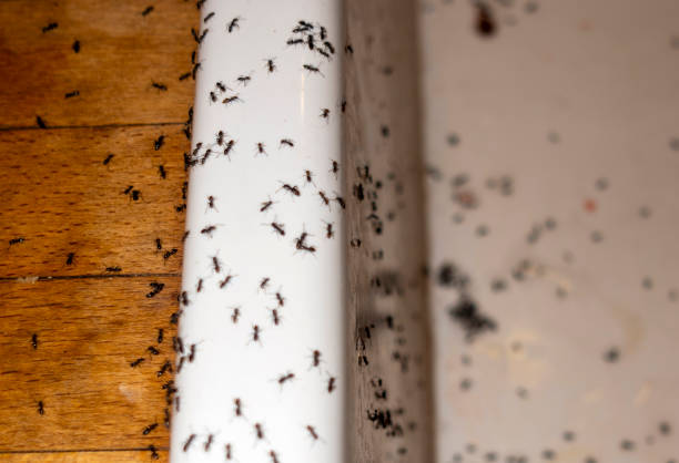 Best Pest Removal Services  in West Rson, CA