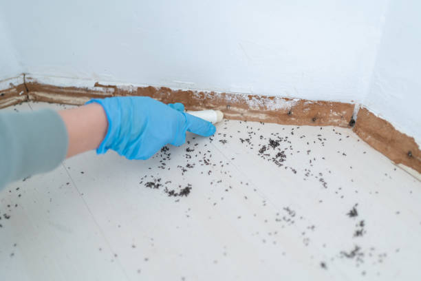 Best Affordable Pest Control Services  in West Rson, CA